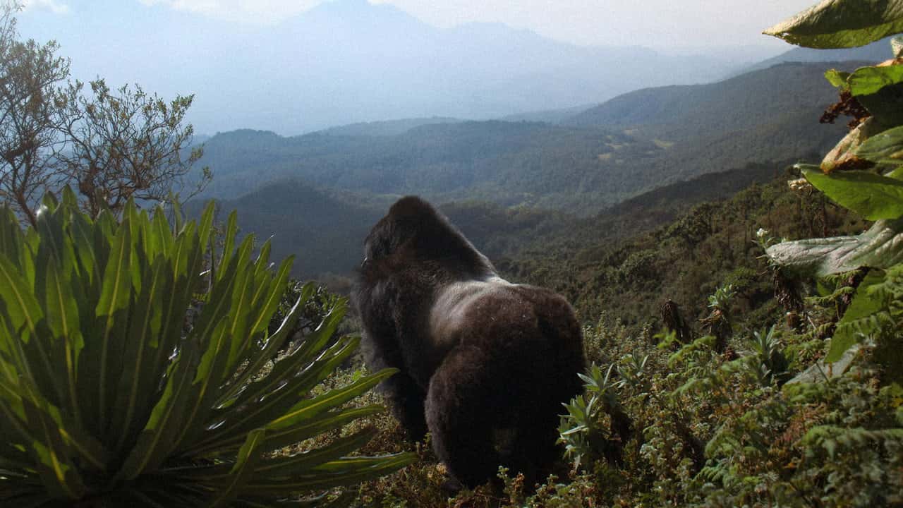 Nonton film A Gorilla Story: Told by David Attenborough (2026) subtitle indonesia streaming HD gratis