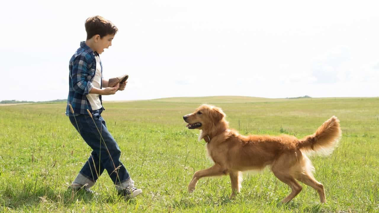 Nonton film A Dog's Purpose (2017) subtitle indonesia streaming HD gratis