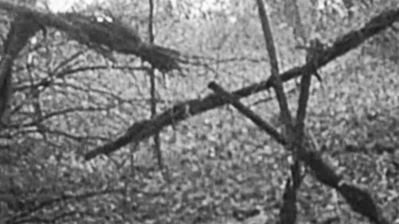 Nonton film The Blair Witch Project (1999) subtitle indonesia streaming HD gratis