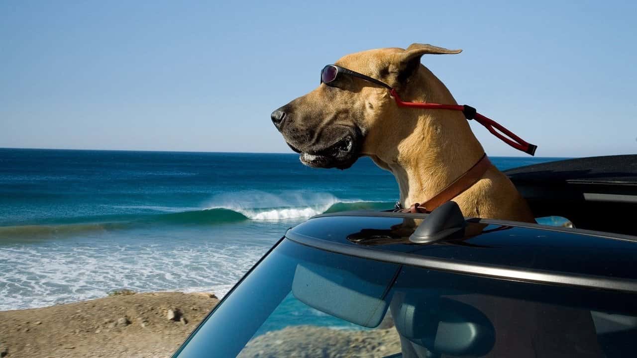 Nonton film Marmaduke (2010) subtitle indonesia streaming HD gratis